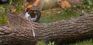 How Our Tree Care Process Works  in  Badin, NC