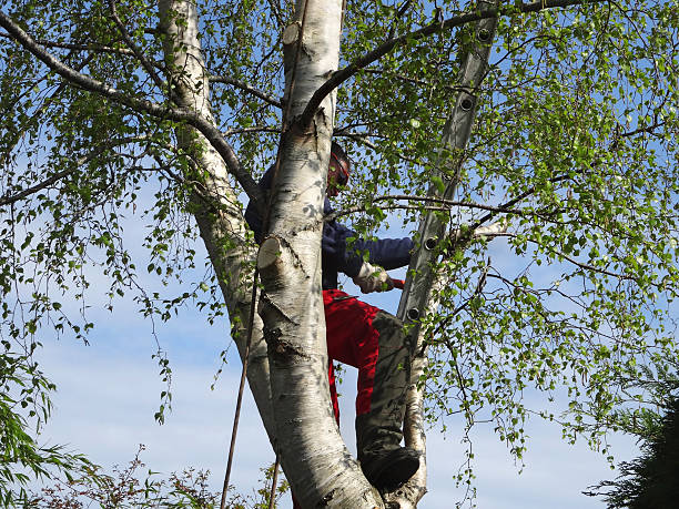 Best Storm Damage Tree Cleanup  in Badin, NC